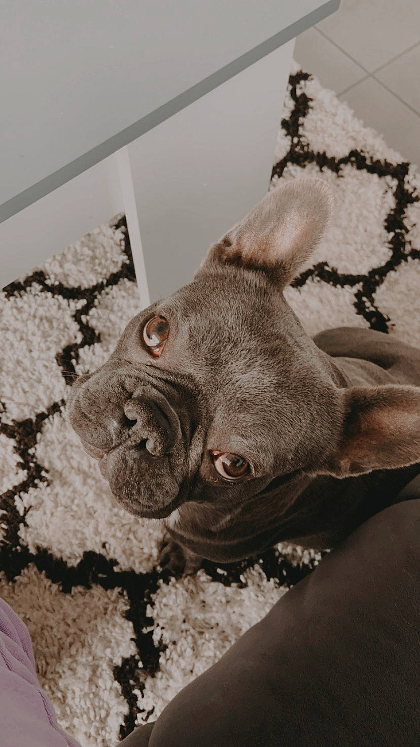 Océan participe au concours pour gagner de l'argent avec cette photo : american_pit_bull_terrier, american_staffordshire_terrier, canidae, carnivore, dog, dog_breed, fawn, french_bulldog, non_sporting_group, pit_bull, snout, sporting_group, weimaraner
