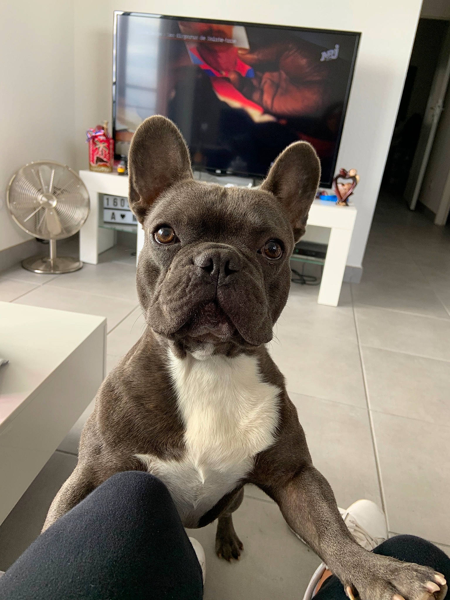 Océan participe au concours pour gagner de l'argent avec cette photo : american_bulldog, bulldog, canidae, carnivore, companion_dog, dog, dog_breed, fawn, french_bulldog, mammal, molosser, non_sporting_group, olde_english_bulldogge, puppy, rare_breed_dog, snout, toy_bulldog, toy_dog, vertebrate