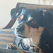 Mischief is registered to the contest to win money with this photo: black_and_white_fur, brown_eyes, canine, close_up, couch, curious, dog, eyes, face, furniture, harness, indoor, nose, paws, pet, portrait, relaxed, snout, upholstery, whiskers