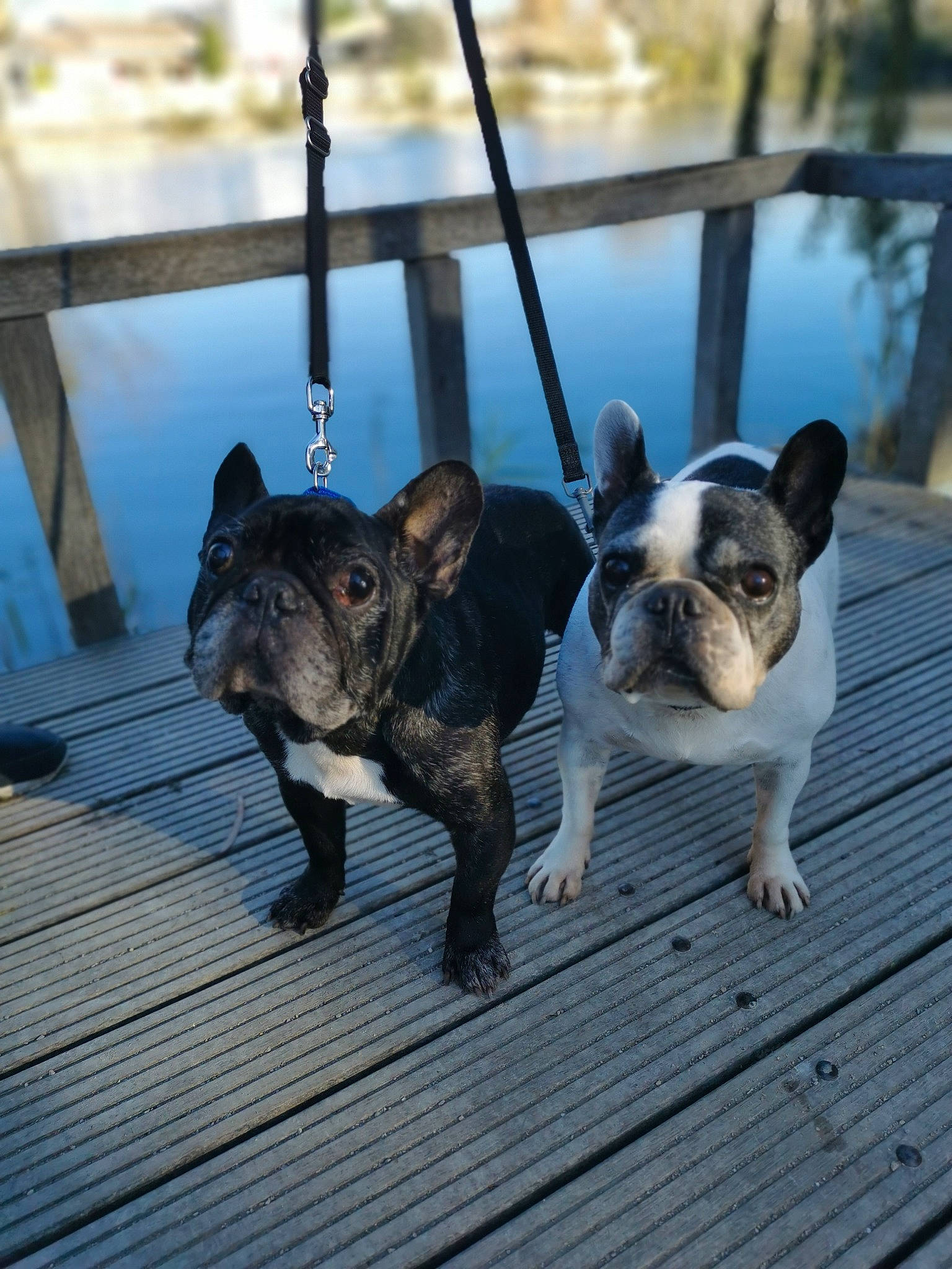 Daytona-loukan a rejoint le concours — aidez-le/la à gagner de superbes lots ! bulldog, canidae, carnivore, collar, companion_dog, dog, dog_breed, fawn, french_bulldog, iron, leash, mammal, non_sporting_group, pet_supply, puppy, skin, snout, toy_dog, vertebrate, working_animal