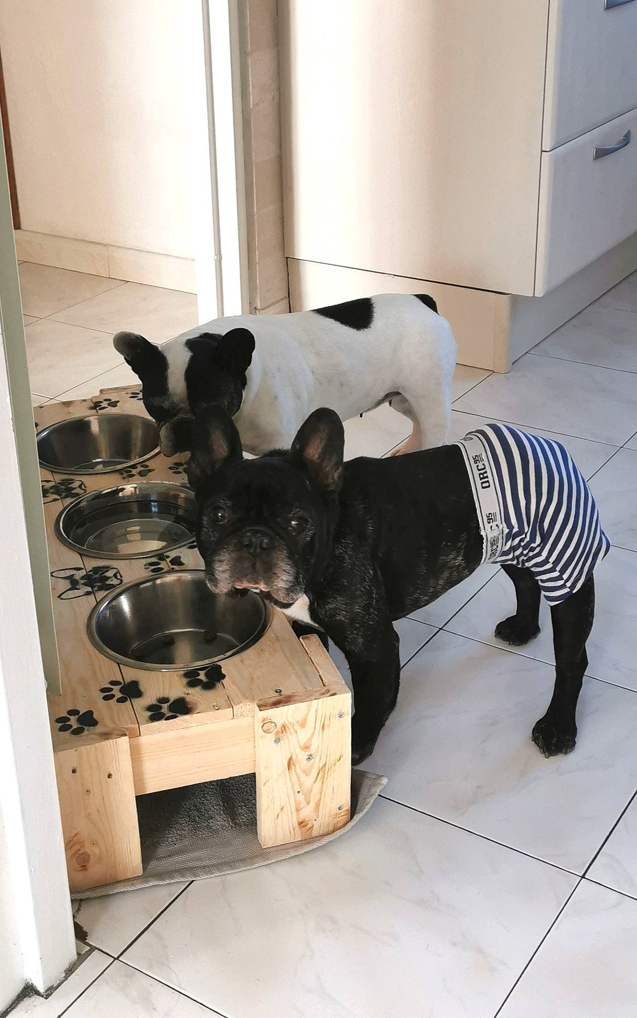 Daytona-loukan participe au concours pour gagner de l'argent avec cette photo : bowl, canidae, carnivore, companion_dog, dog, dog_breed, dog_clothes, dog_supply, floor, flooring, kitchen, mammal, non_sporting_group, pet_supply, snout, sporting_group, tile, vertebrate, working_animal, working_dog