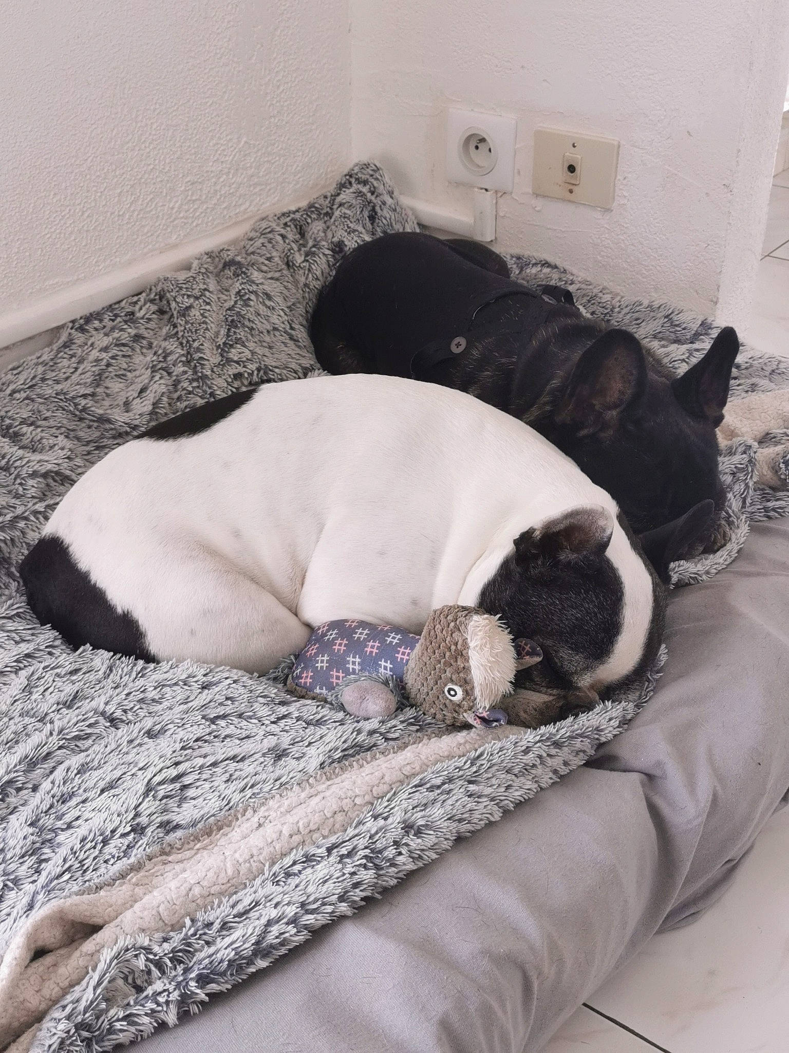 Daytona-loukan a rejoint le concours — aidez-le/la à gagner de superbes lots ! canidae, carnivore, comfort, companion_dog, dog, dog_breed, dog_supply, felidae, home, linens, mammal, nap, paw, pet_supply, room, sleep, small_to_medium_sized_cats, snout, terrestrial_animal, working_animal