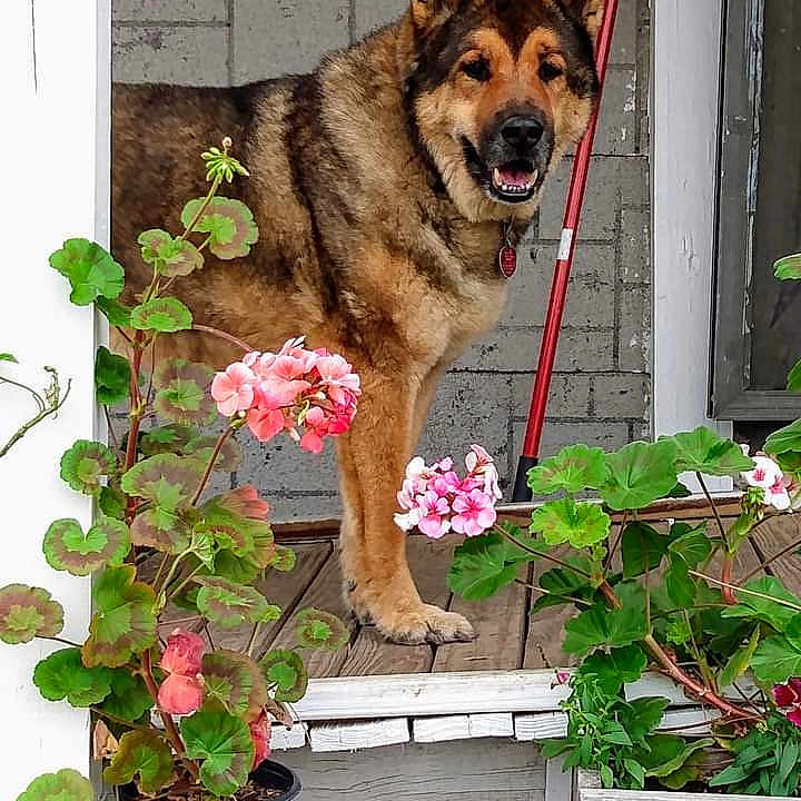 Aslan is registered to the contest to win money with this photo: animal, canine, dahlia, dog, flower, flowerarrangement, geranium, germanshepherd, herbal, herbs, jar, leaf, nature, outdoors, pet, plant, planter, pottedplant, pottery, vase