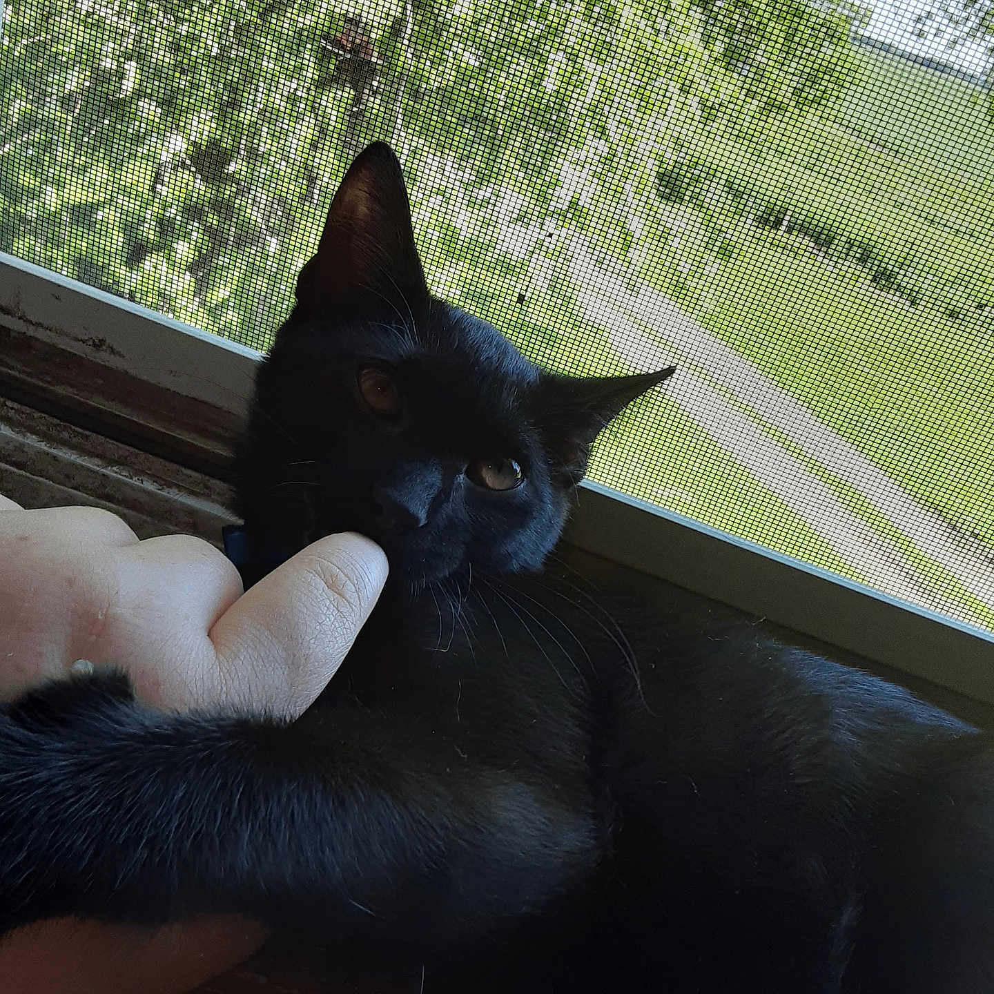 Bean