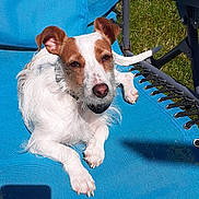 Skoty participe au concours pour gagner de l'argent avec cette photo : dog, outdoor, blue_chair, sunny, grass, relaxed, pet, canine, lounge, resting, white_fur, brown_fur, summer, animal, daylight, mesh_chair, ears, paw, nose, tail