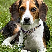 Lucy Goose joined the competition — help win amazing prizes! animal, beagle, black, brown, canine, collar, cute, dog, ears, fur, grass, leash, lying_down, nature, outdoor, pet, portrait, puppy, white, young_dog