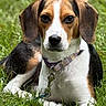 animal, beagle, black, brown, canine, collar, cute, dog, ears, fur, grass, leash, lying_down, nature, outdoor, pet, portrait, puppy, white, young_dog