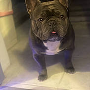 King Louie joined the competition — help win amazing prizes! dog, french_bulldog, pet, indoor, floor, tile, animal, cute, tongue, ears, face, portrait, companion, domestic, canine, looking, standing, attention, brown, white