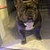 King Louie