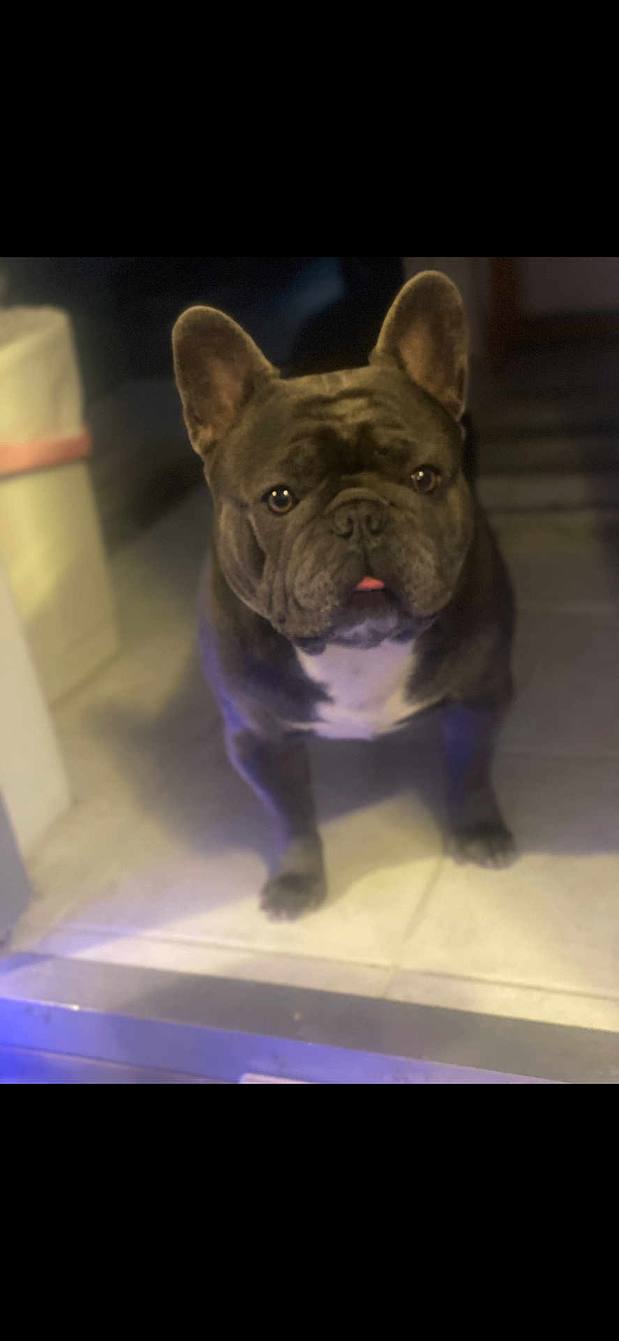 King Louie joined the competition — help win amazing prizes! dog, french_bulldog, pet, indoor, floor, tile, animal, cute, tongue, ears, face, portrait, companion, domestic, canine, looking, standing, attention, brown, white