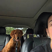 Charly is registered to the contest to win money with this photo: dog, golden_retriever, car_interior, person, car_seat, child_car_seat, leash, pet, vehicle, window, seat, headrest, black_clothing, leather_seat, happy, indoor, animal, transportation, passenger, resting