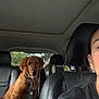 dog, golden_retriever, car_interior, person, car_seat, child_car_seat, leash, pet, vehicle, window, seat, headrest, black_clothing, leather_seat, happy, indoor, animal, transportation, passenger, resting