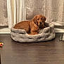 Charly joined the competition — help win amazing prizes! dog, golden_retriever, puppy, dog_bed, plush_bed, curtains, flooring, indoor, pet, canine, relaxed, brown_fur, domestic, comfort, resting, animal, bedroom, home, young_dog, furniture