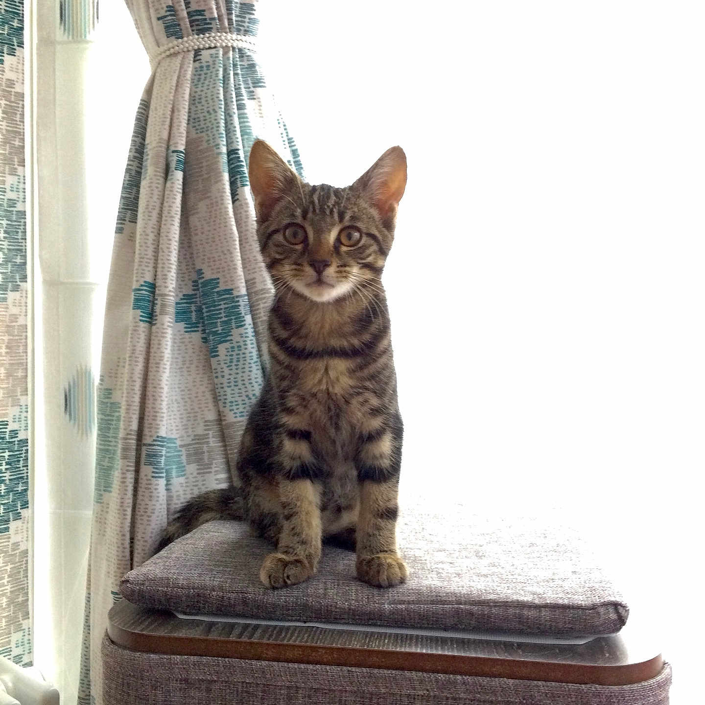 Norbu participe au concours pour gagner de l'argent avec cette photo : abyssinian, animal, architecture, bed, building, cat, couch, curtain, cushion, egyptiancat, furniture, homedecor, indoors, kitten, linen, livingroom, manx, pet, room, window