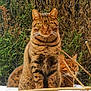 cat, tabby, animal, pet, outdoor, nature, greenery, branches, feline, fur, whiskers, sitting, eyes, portrait, two_cats, brown, striped, wildlife, closeup, curious