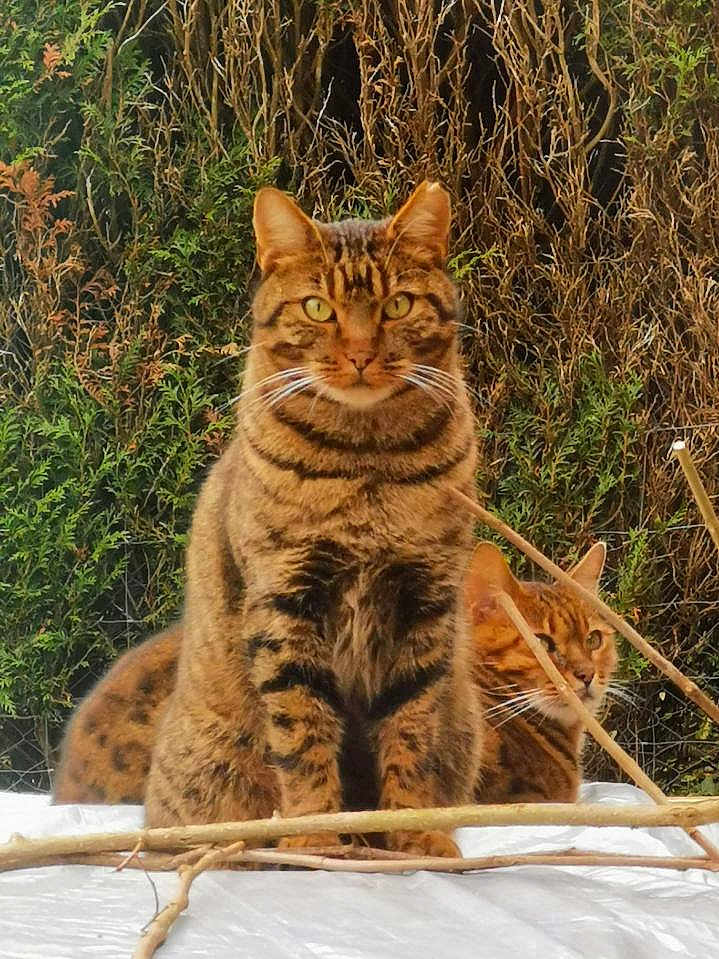 Léon