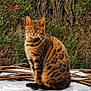 bengal_cat, cat, animal, pet, feline, outdoor, nature, greenery, foliage, sitting, striped, spotted, fur, alert, wild_pattern, domestic_cat, whiskers, tail, eyes, background