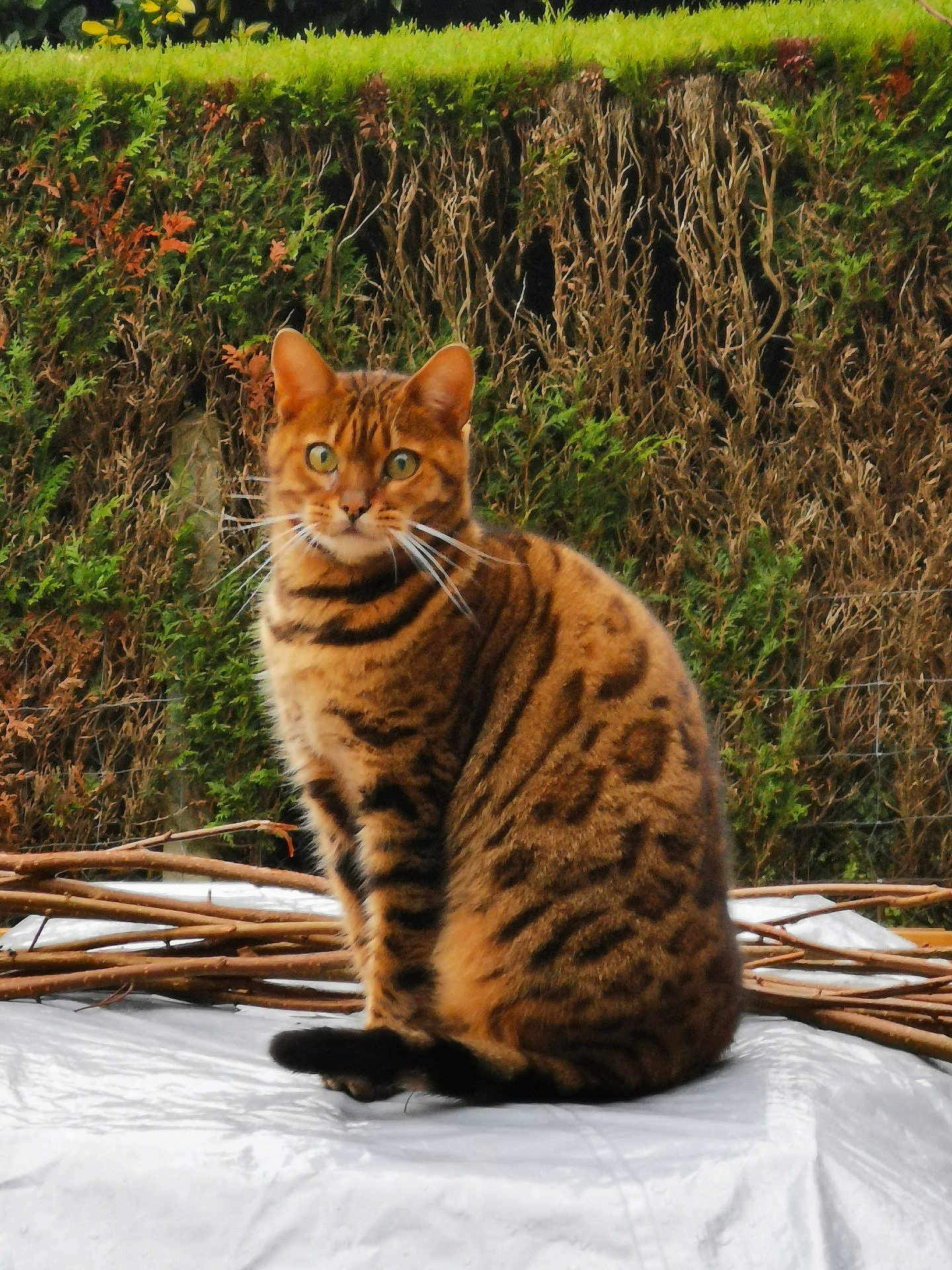 Gommette participe au concours pour gagner de l'argent avec cette photo : bengal_cat, cat, animal, pet, feline, outdoor, nature, greenery, foliage, sitting, striped, spotted, fur, alert, wild_pattern, domestic_cat, whiskers, tail, eyes, background
