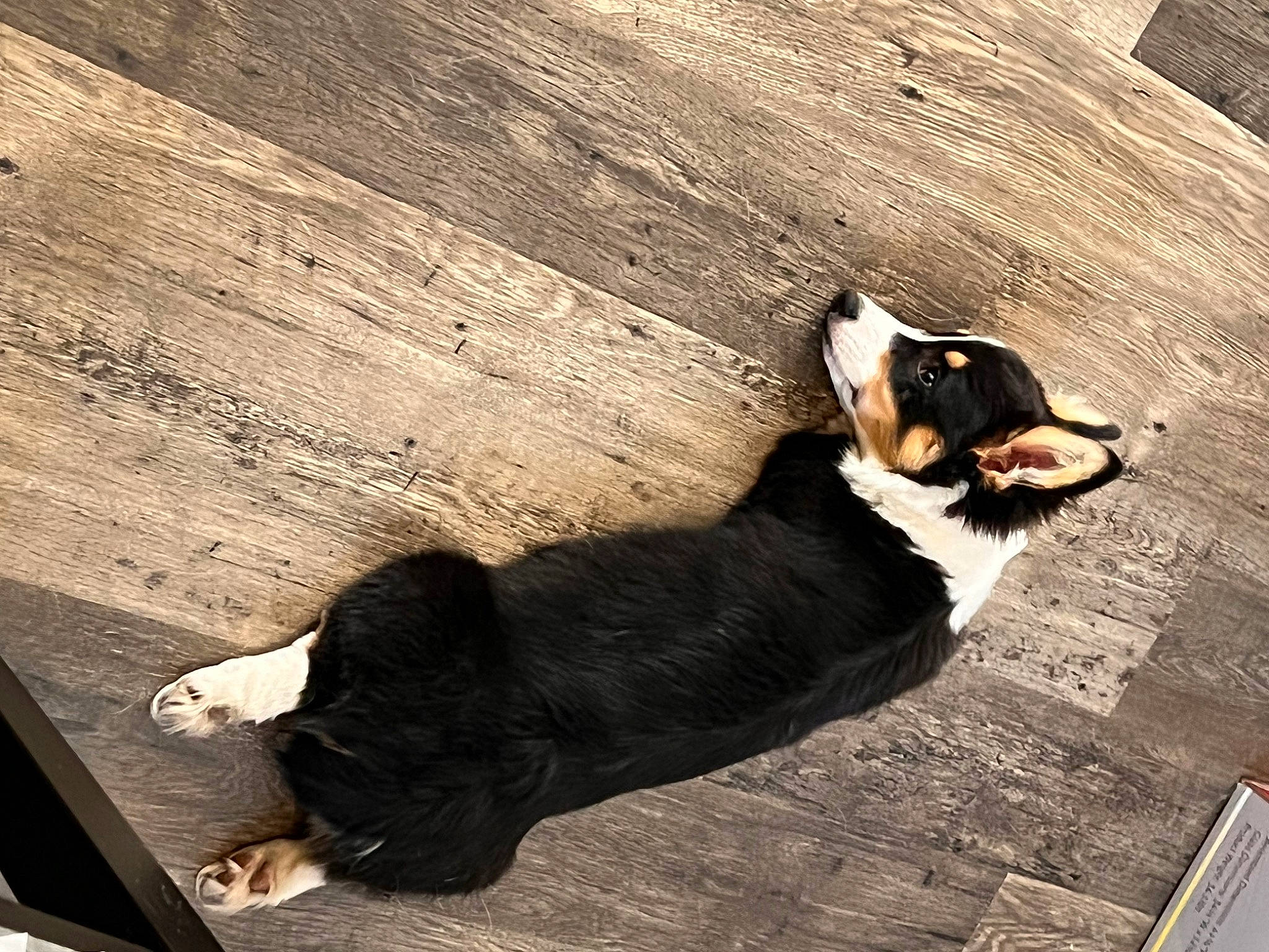 Bee is registered to the contest to win money with this photo: asphalt, carnivore, companion_dog, dog, dog_breed, eyewear, floor, flooring, formal_wear, hardwood, human_leg, paw, shadow, snout, tail, terrestrial_animal, tints_and_shades, whiskers, wood, working_animal