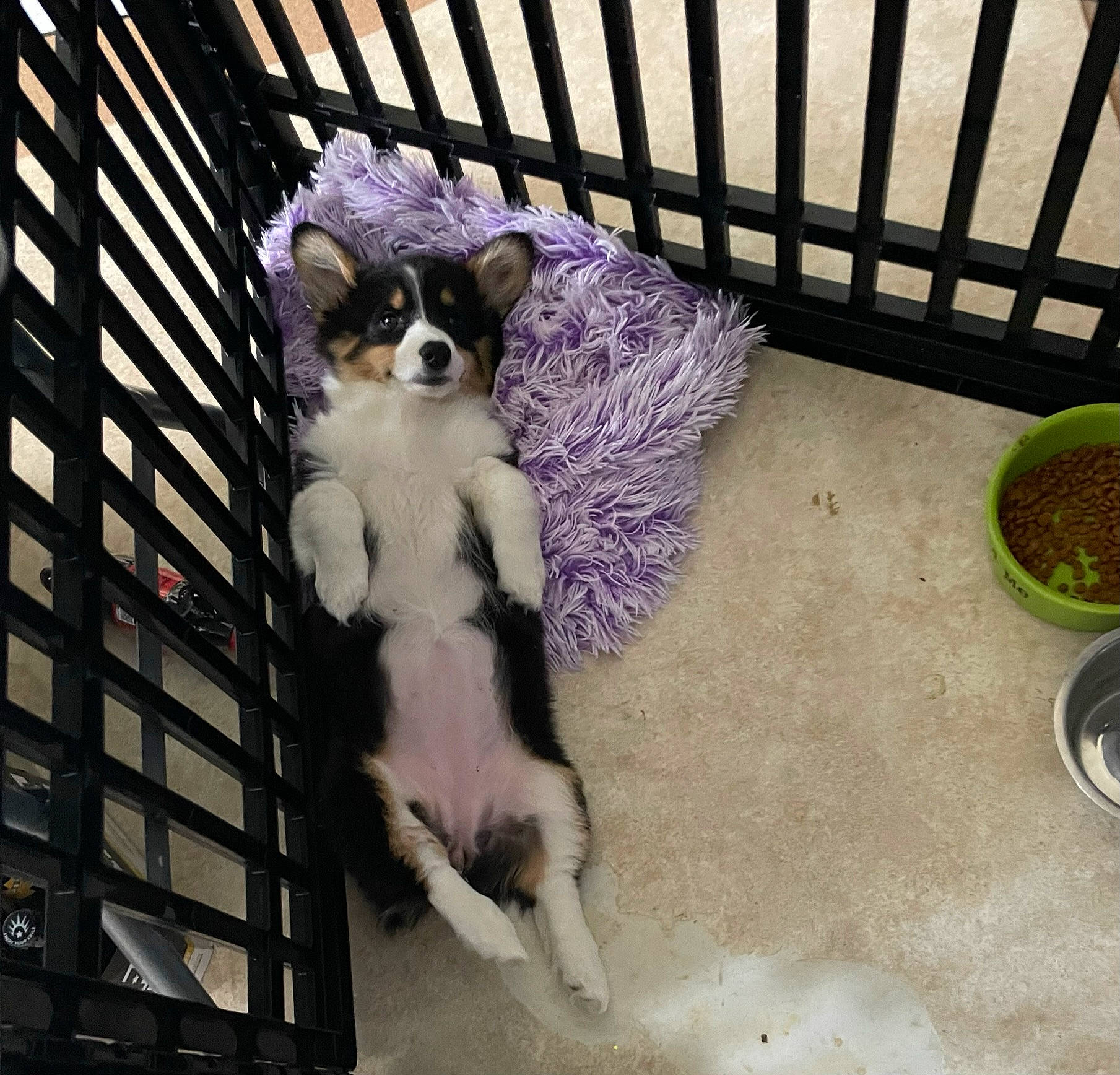 Bee joined the competition — help win amazing prizes! animal_shelter, cage, carnivore, companion_dog, dog_breed, fawn, felidae, fence, fur, mammal, metal, pet_supply, purple, rodent, small_to_medium_sized_cats, snout, tail, textile, vertebrate, whiskers