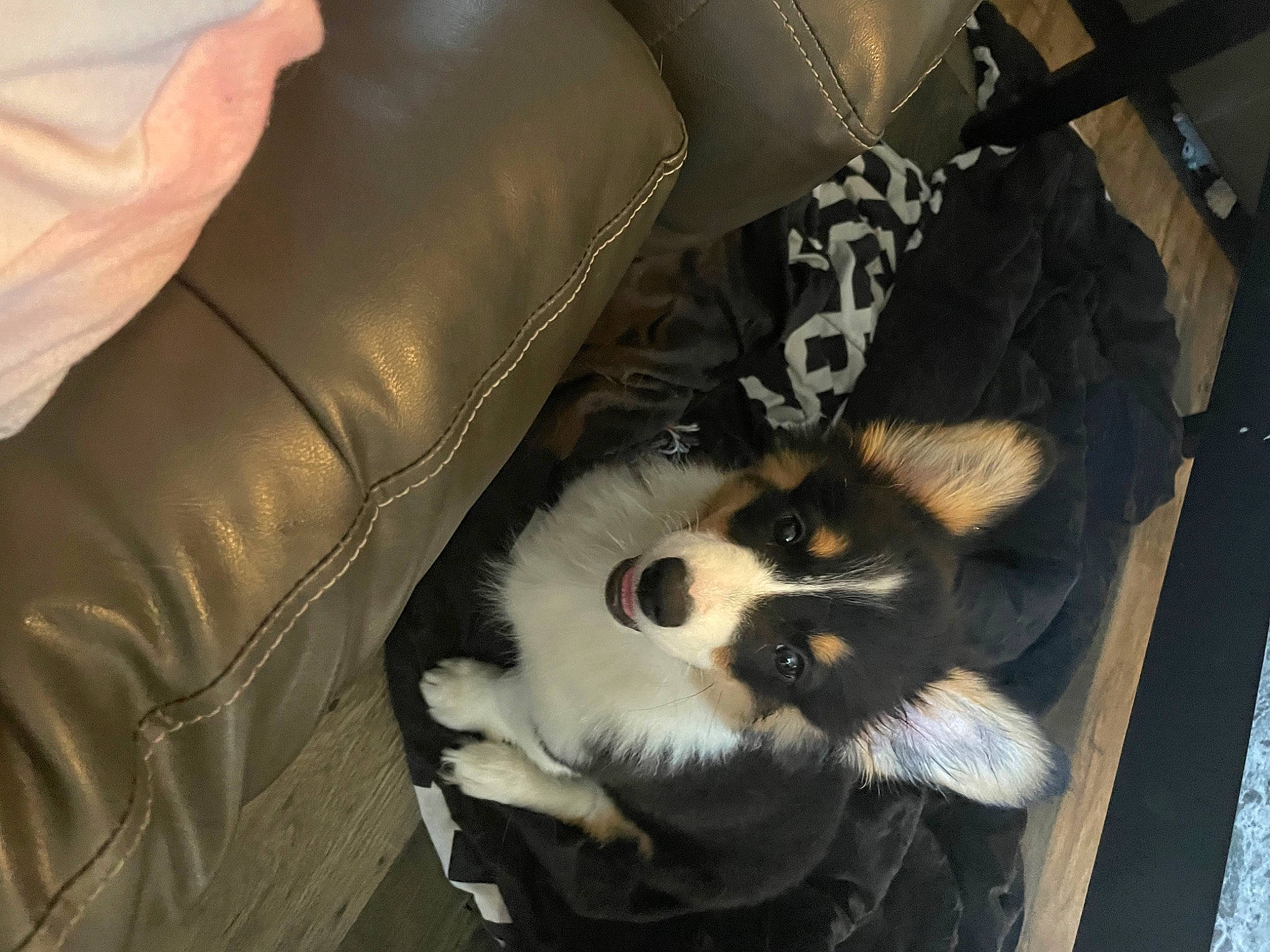 Bee is registered to the contest to win money with this photo: auto_part, automotive_tire, canidae, car_seat, car_seat_cover, carnivore, comfort, companion_dog, couch, dog, dog_breed, dog_supply, fur, leather, paw, rim, sporting_group, whiskers, wood, working_animal