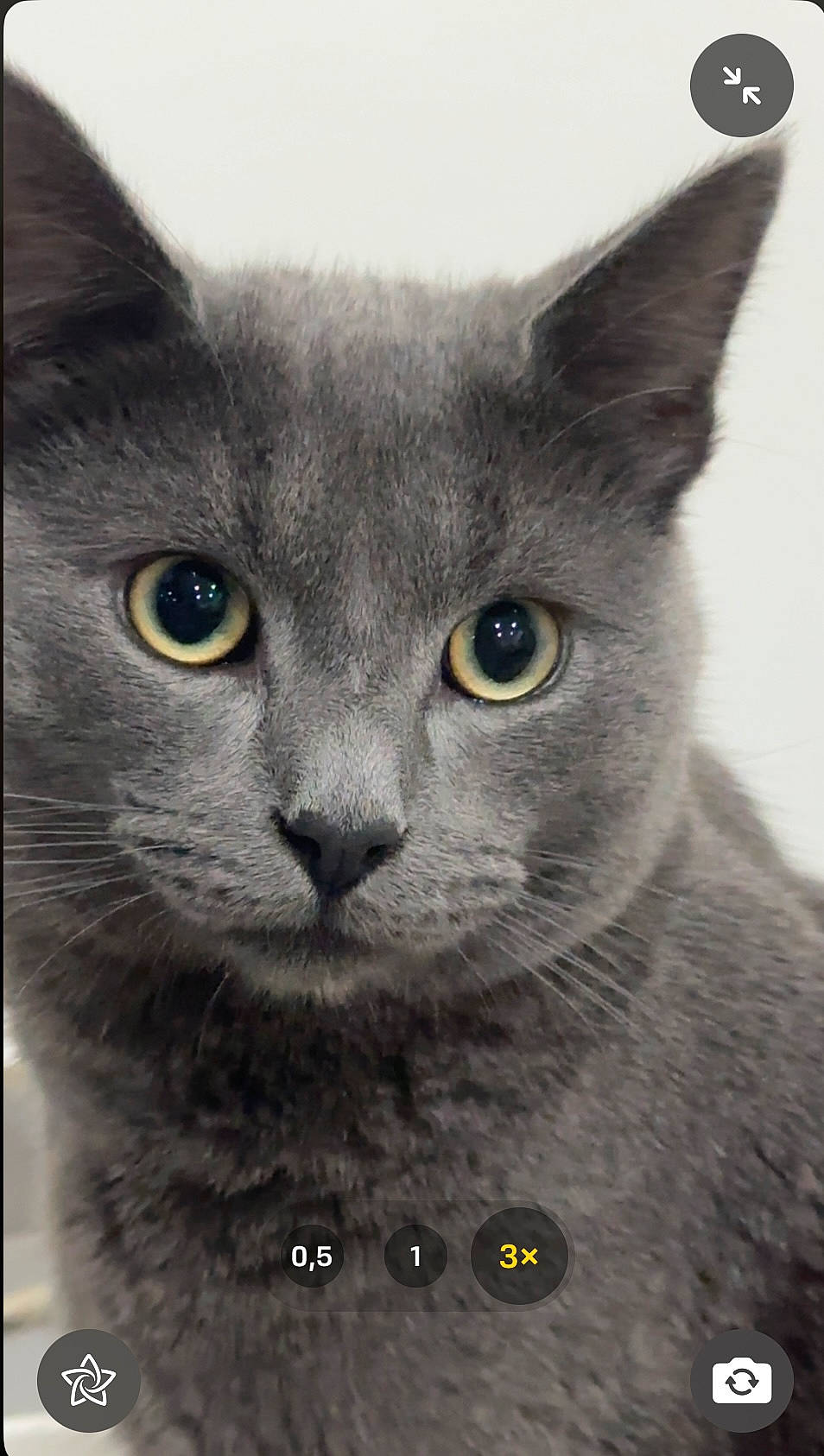 Ninou participe au concours pour gagner de l'argent avec cette photo : carnivore, cat, close_up, domestic_short_haired_cat, felidae, fur, grey, illustration, photo_caption, russian_blue, small_to_medium_sized_cats, snout, terrestrial_animal, whiskers, window