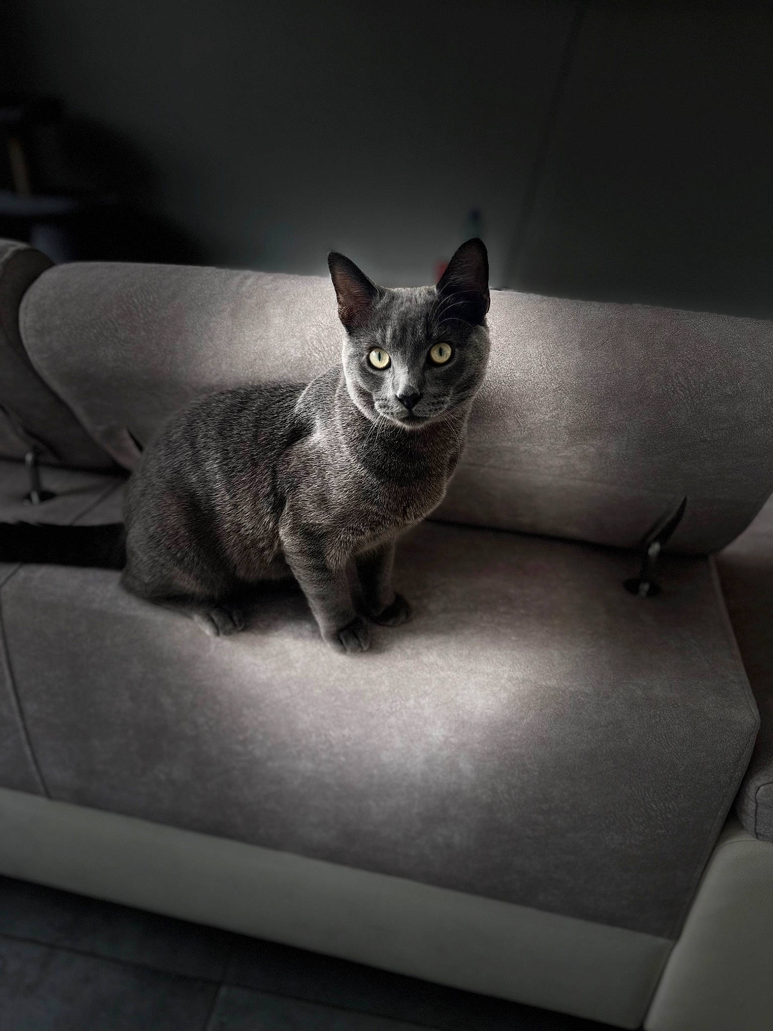 Ninou a rejoint le concours — aidez-le/la à gagner de superbes lots ! carnivore, cat, cat_supply, comfort, couch, darkness, domestic_short_haired_cat, felidae, fur, grey, monochrome, monochrome_photography, rectangle, room, sitting, small_to_medium_sized_cats, snout, still_life_photography, tail, whiskers