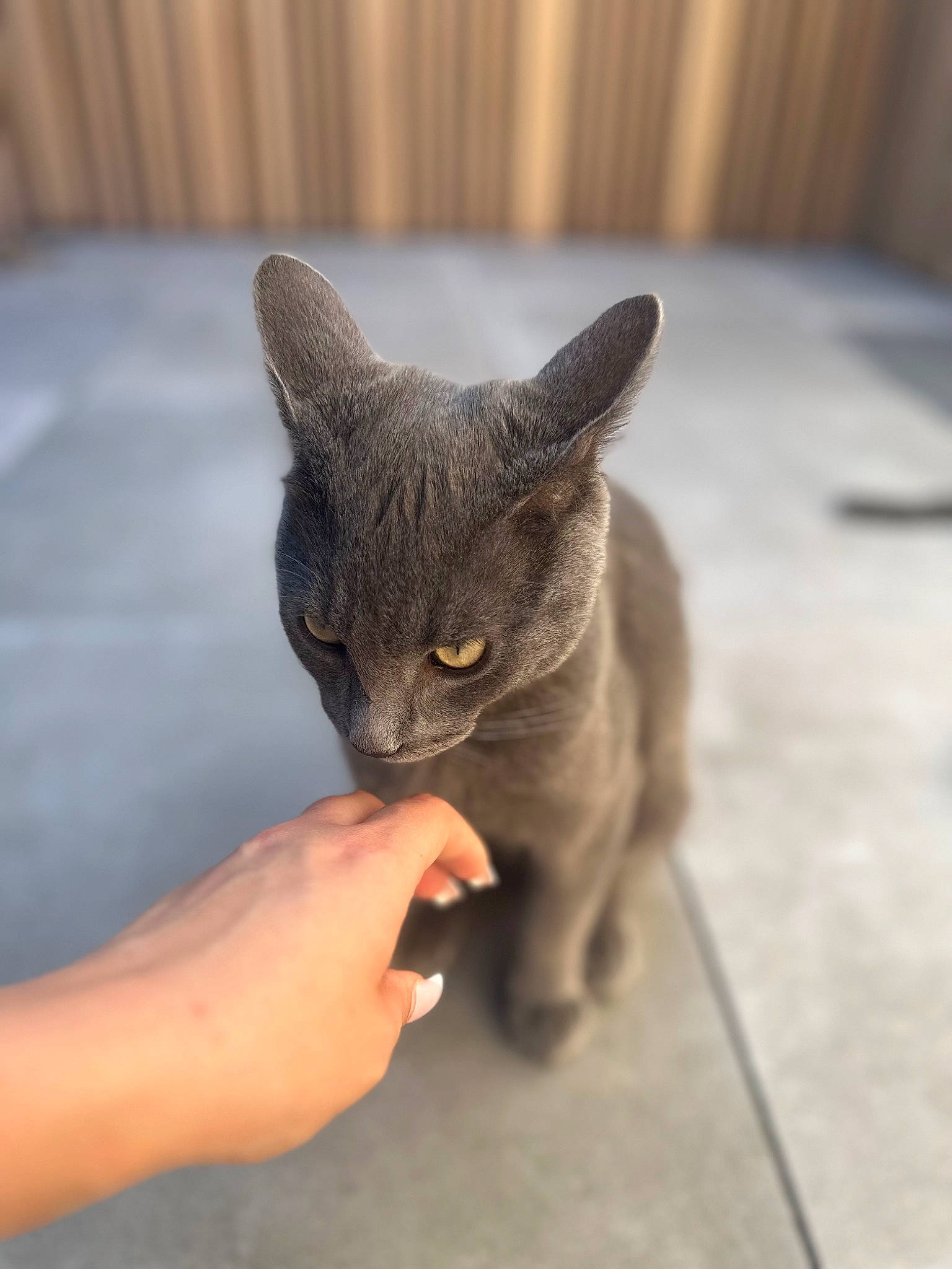 Ninou participe au concours pour gagner de l'argent avec cette photo : carnivore, cat, chartreux, claw, comfort, domestic_short_haired_cat, ear, felidae, finger, fur, gesture, hand, paw, small_to_medium_sized_cats, tail, terrestrial_animal, whiskers, wood