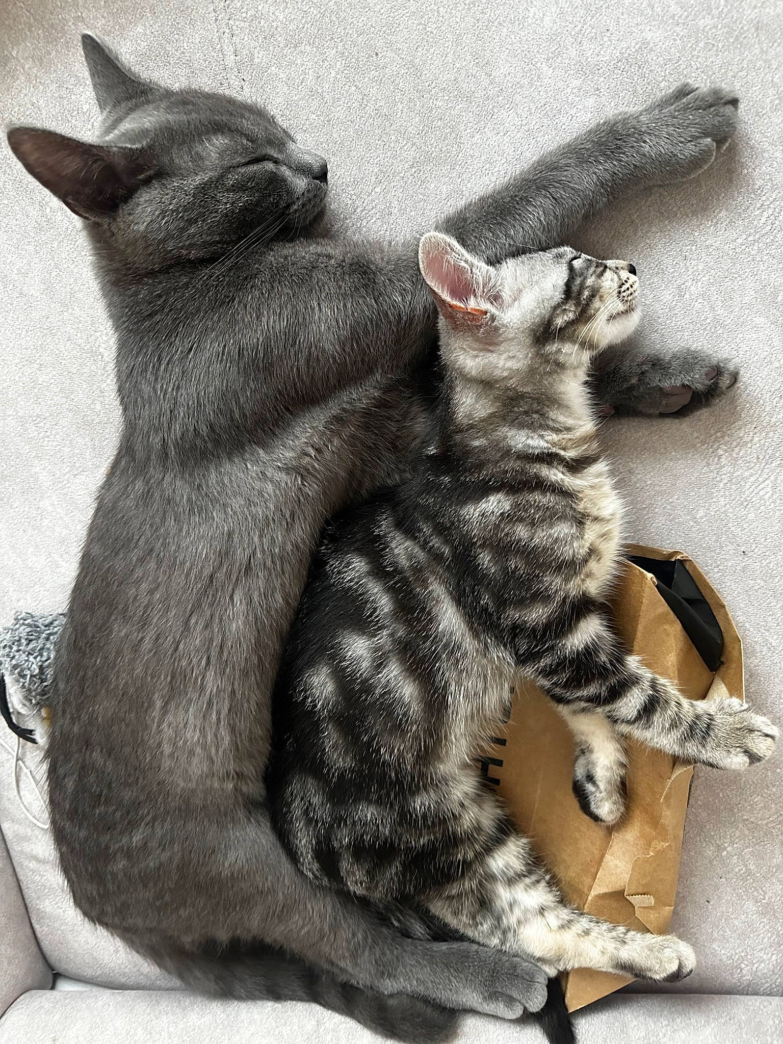 Nala participe au concours pour gagner de l'argent avec cette photo : art, carnivore, cat, claw, comfort, domestic_short_haired_cat, felidae, fur, gesture, grey, paw, small_to_medium_sized_cats, snout, tail, terrestrial_animal, toy, whiskers