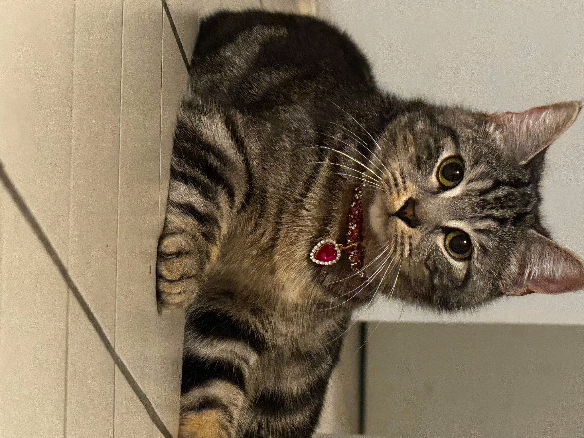 Nala a rejoint le concours — aidez-le/la à gagner de superbes lots ! carnivore, cat, claw, domestic_short_haired_cat, felidae, foot, fur, paw, small_to_medium_sized_cats, snout, tail, terrestrial_animal, whiskers