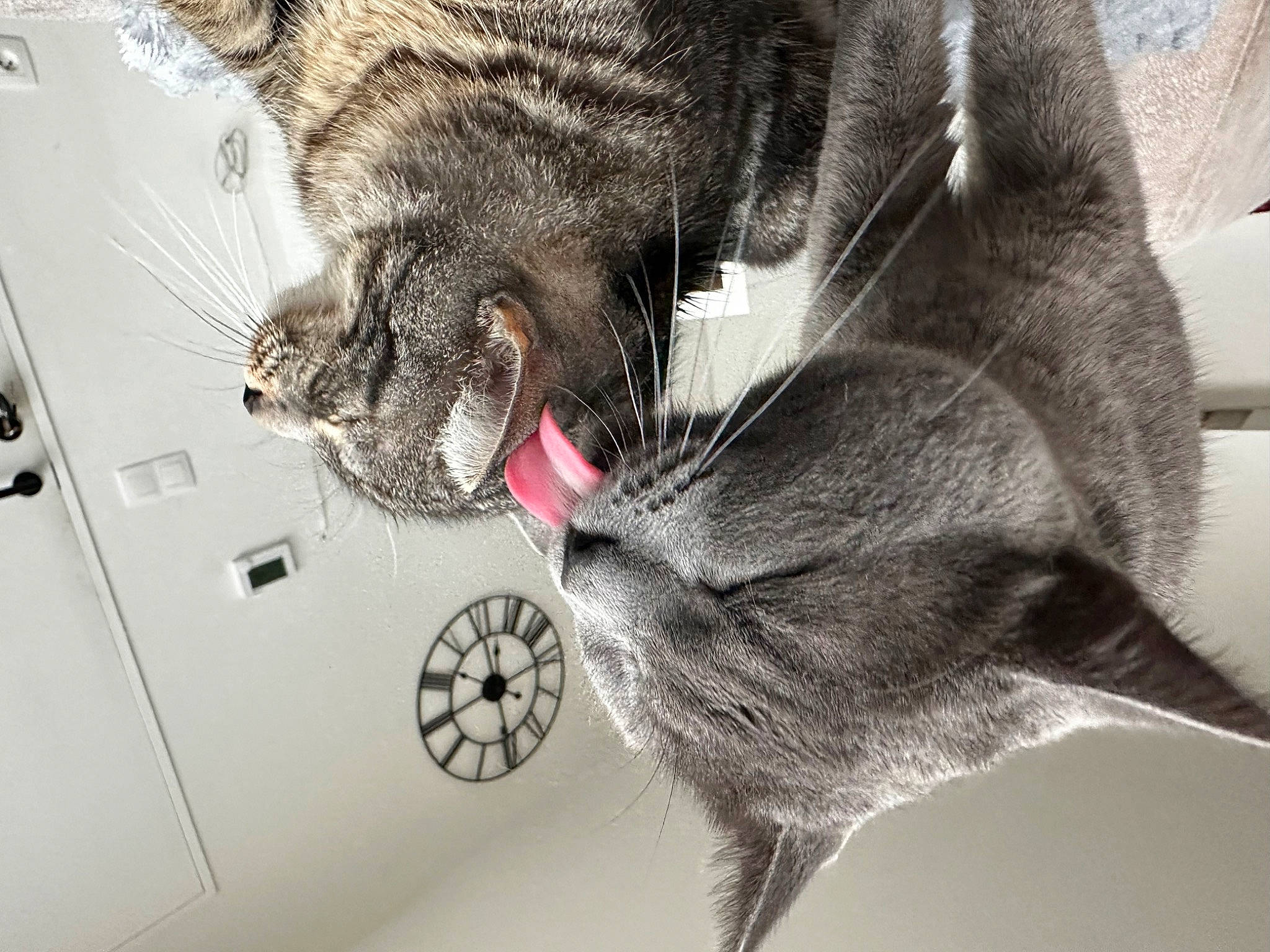 Nala participe au concours pour gagner de l'argent avec cette photo : carnivore, cat, claw, domestic_short_haired_cat, fang, felidae, foot, fur, gesture, grey, human_leg, paw, russian_blue, small_to_medium_sized_cats, snout, tail, terrestrial_animal, whiskers, wildlife