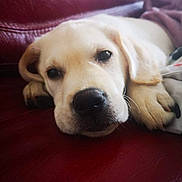 Olly a rejoint le concours — aidez-le/la à gagner de superbes lots ! carnivoran, companion_dog, dog, dog_breed, dog_breed_group, dog_like_mammal, golden_retriever, labrador_retriever, nose, puppy, puppy_love, retriever, snout, sporting_group, whiskers