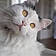 Figaro