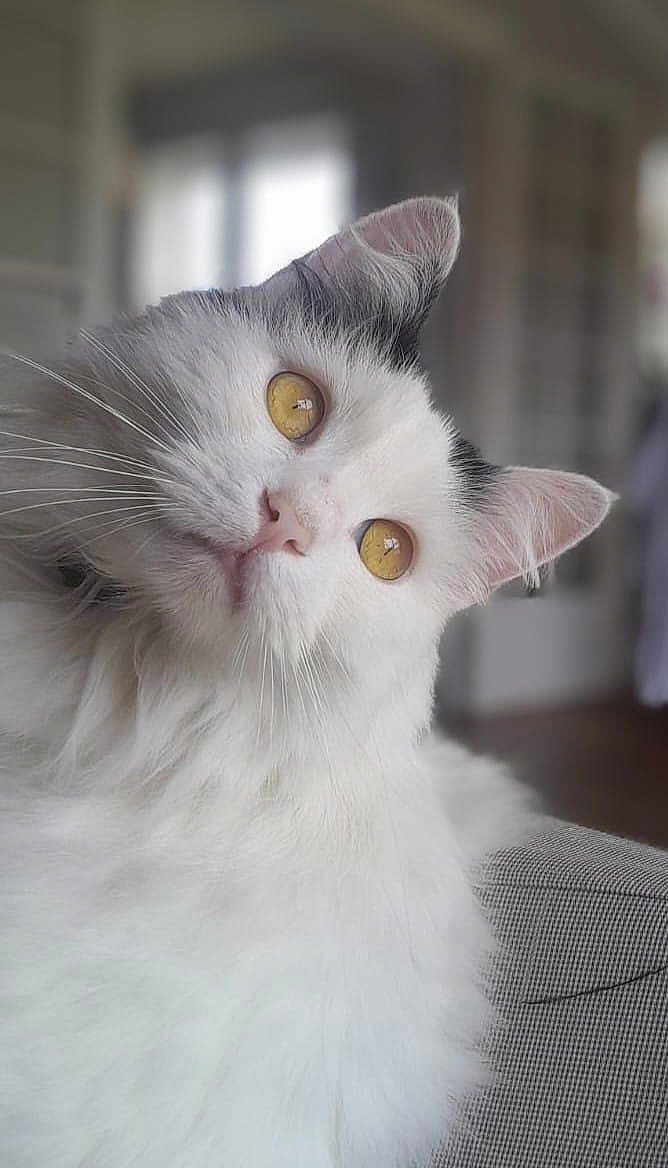 Figaro