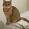 alert, animal, bed, cat, curious, cute, domestic_animal, ears, feline, fur, indoor, looking, pet, resting_place, room, sheet, sitting, tabby_cat, tail, whiskers