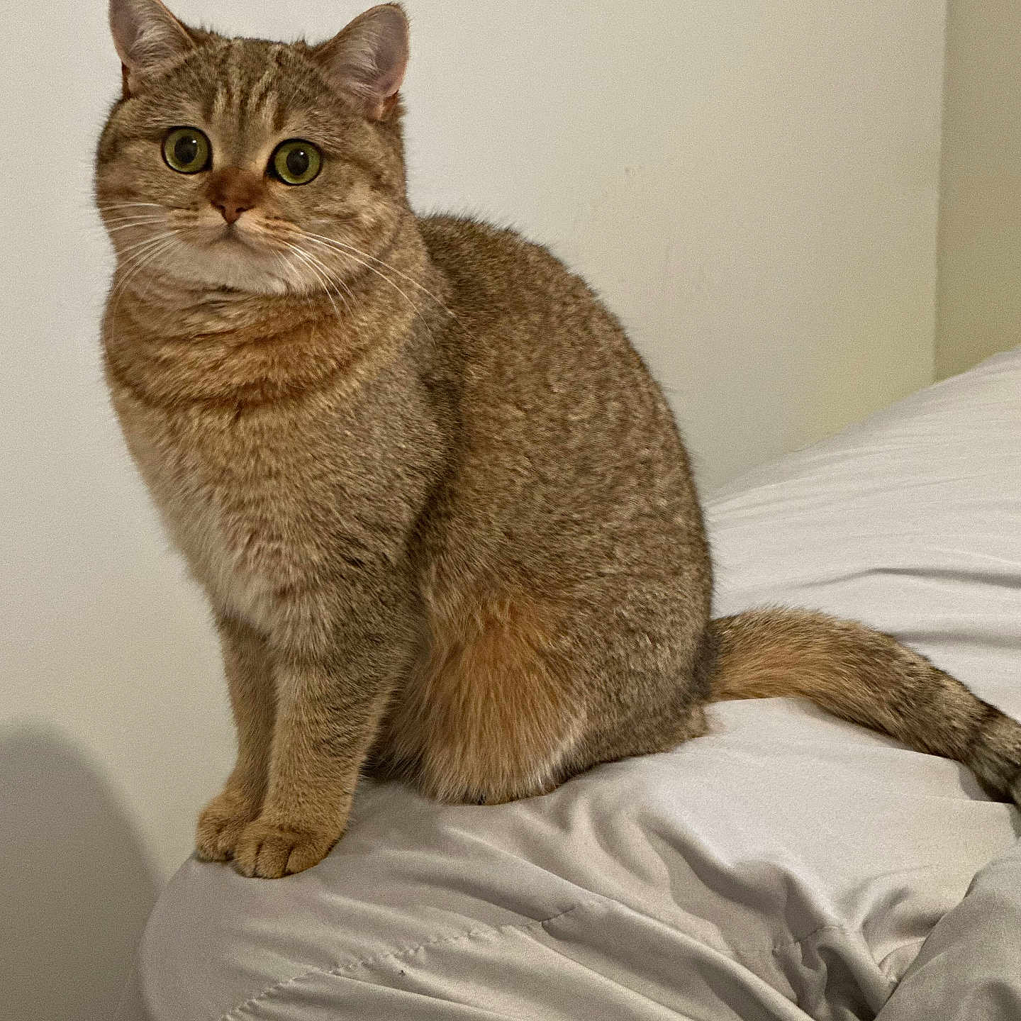Lily