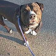 Snoop a rejoint le concours — aidez-le/la à gagner de superbes lots ! dog, leash, pavement, shadow, shoe, outdoor, pet, black_dog, white_paws, sunlight, casual_photo, walking, curious_expression, animal, street, daylight, canine, owner, leash_handle, social_media_overlay