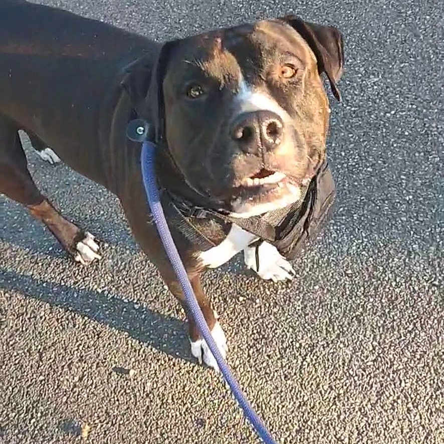 Snoop a rejoint le concours — aidez-le/la à gagner de superbes lots ! dog, leash, pavement, shadow, shoe, outdoor, pet, black_dog, white_paws, sunlight, casual_photo, walking, curious_expression, animal, street, daylight, canine, owner, leash_handle, social_media_overlay