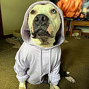 Tank is registered to the contest to win money with this photo: dog, hoodie, heterochromia, carpet, indoor, living_room, pet, canine, furniture, television, portrait, sitting, home, casual_clothing, animal, cute, brown, white, black, expression