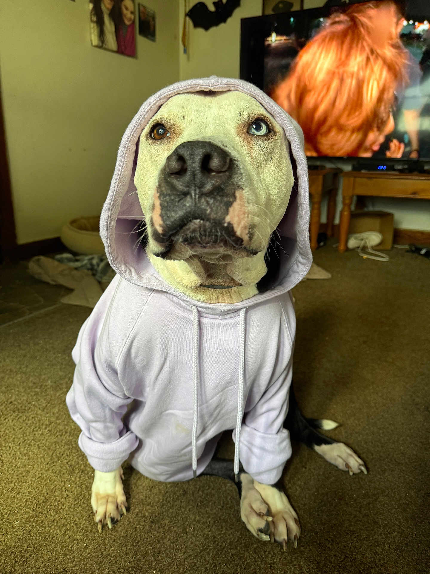 Tank is registered to the contest to win money with this photo: dog, hoodie, heterochromia, carpet, indoor, living_room, pet, canine, furniture, television, portrait, sitting, home, casual_clothing, animal, cute, brown, white, black, expression