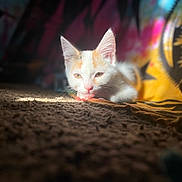 Millie is registered to the contest to win money with this photo: kitten, cat, pet, animal, white, orange, fur, sunlight, indoor, cozy, texture, brown, colorful, pattern, background, cute, young, resting, closeup, soft