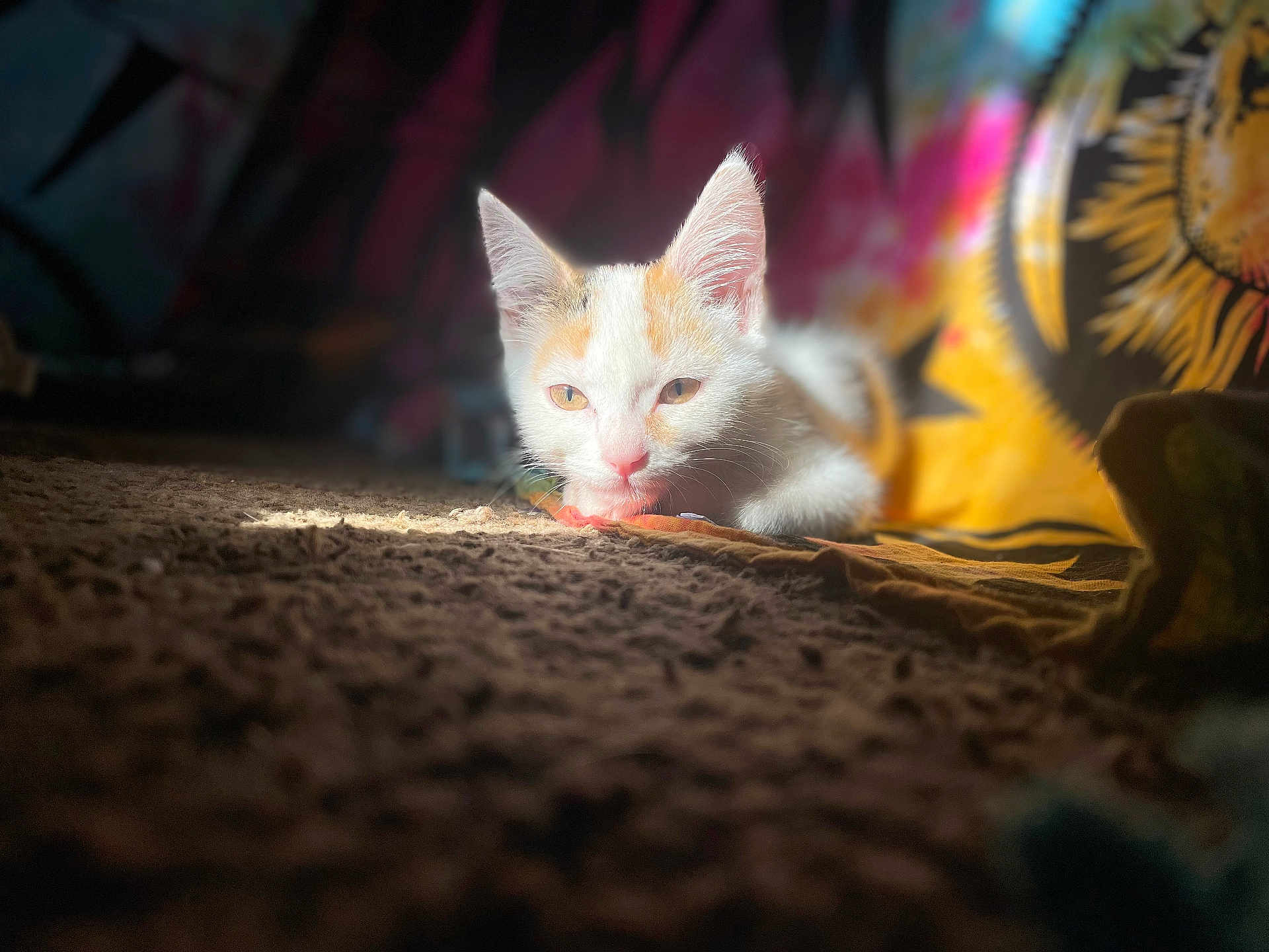 Millie is registered to the contest to win money with this photo: kitten, cat, pet, animal, white, orange, fur, sunlight, indoor, cozy, texture, brown, colorful, pattern, background, cute, young, resting, closeup, soft