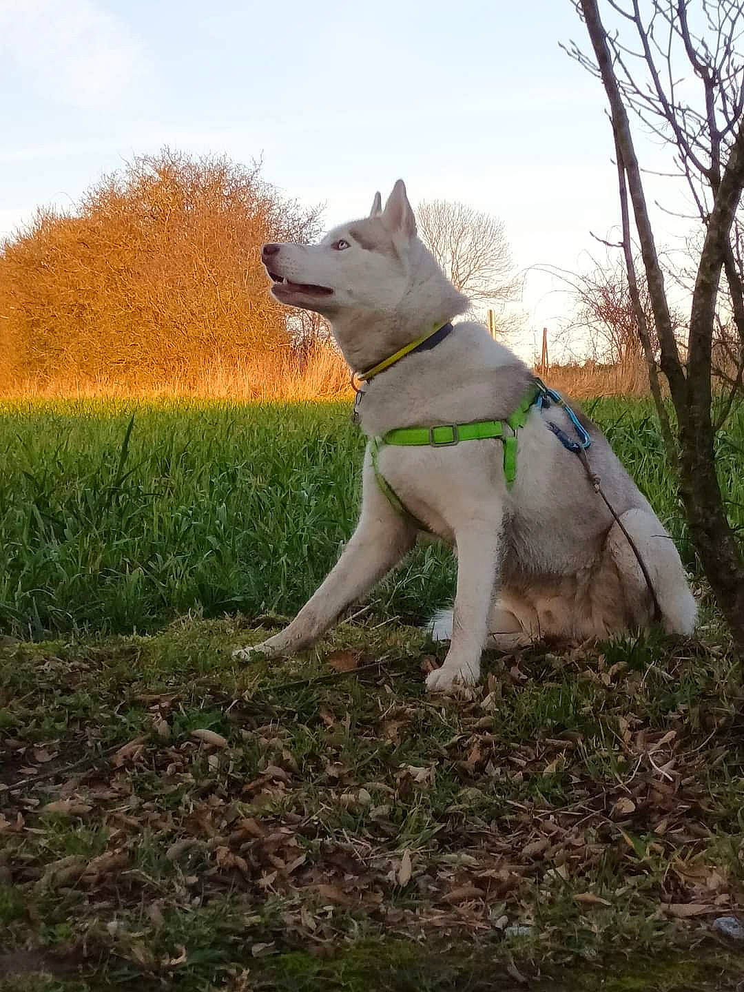 Drago participe au concours pour gagner de l'argent avec cette photo : canidae, carnivore, cloud, collar, companion_dog, dog, dog_breed, dog_collar, fawn, grass, grassland, pasture, plant, sky, snout, sporting_group, tail, terrestrial_animal, tree, working_animal