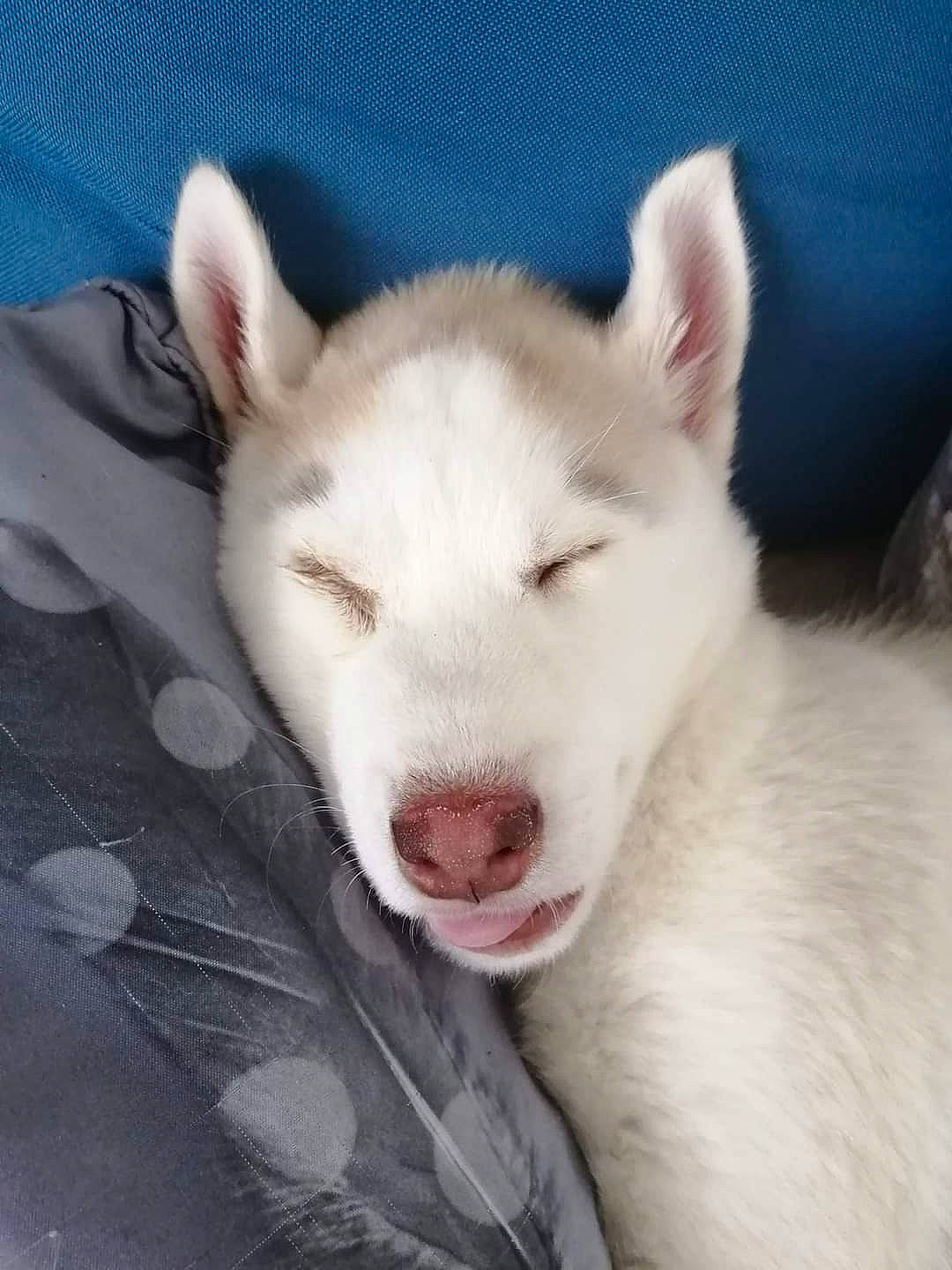 Drago participe au concours pour gagner de l'argent avec cette photo : ancient_dog_breeds, bull_terrier, canidae, carnivore, comfort, companion_dog, dog, dog_breed, fang, foot, fur, non_sporting_group, terrestrial_animal, whiskers, working_animal