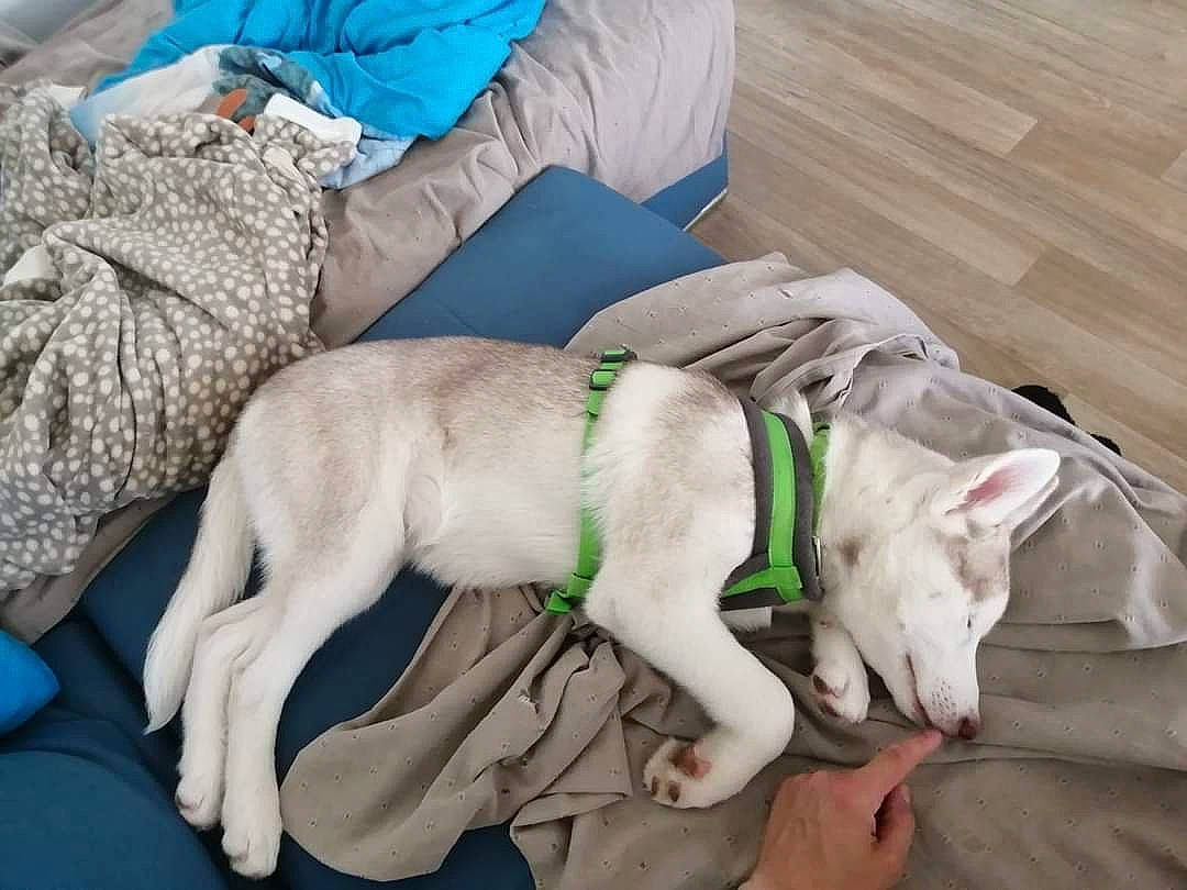 Drago participe au concours pour gagner de l'argent avec cette photo : canidae, carnivore, comfort, companion_dog, couch, dog, dog_breed, fawn, felidae, fur, lap, linens, nap, paw, small_to_medium_sized_cats, snout, sporting_group, tail, wool, working_animal