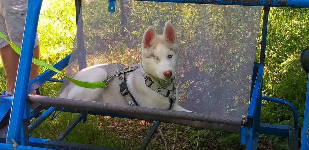 Drago participe au concours pour gagner de l'argent avec cette photo : canidae, canis, carnivore, collar, companion_dog, dog, dog_breed, dog_supply, fawn, fence, grass, herding_dog, pet_supply, plant, sled_dog, snout, sporting_group, tail, wolf, working_animal