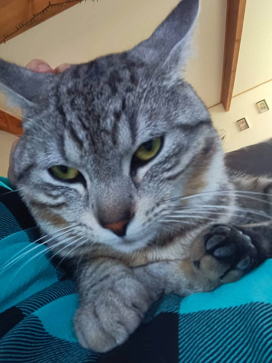 Harry a rejoint le concours — aidez-le/la à gagner de superbes lots ! carnivore, cat, cat_supply, claw, comfort, domestic_short_haired_cat, felidae, fur, grey, paw, small_to_medium_sized_cats, snout, whiskers, window