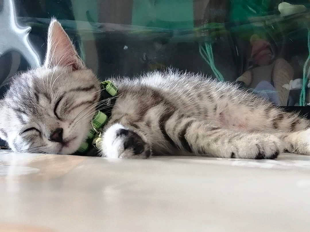 Harry a rejoint le concours — aidez-le/la à gagner de superbes lots ! carnivore, cat, claw, comfort, domestic_short_haired_cat, fawn, felidae, fur, grass, nap, paw, sleep, small_to_medium_sized_cats, snout, tail, terrestrial_animal, whiskers, wildlife