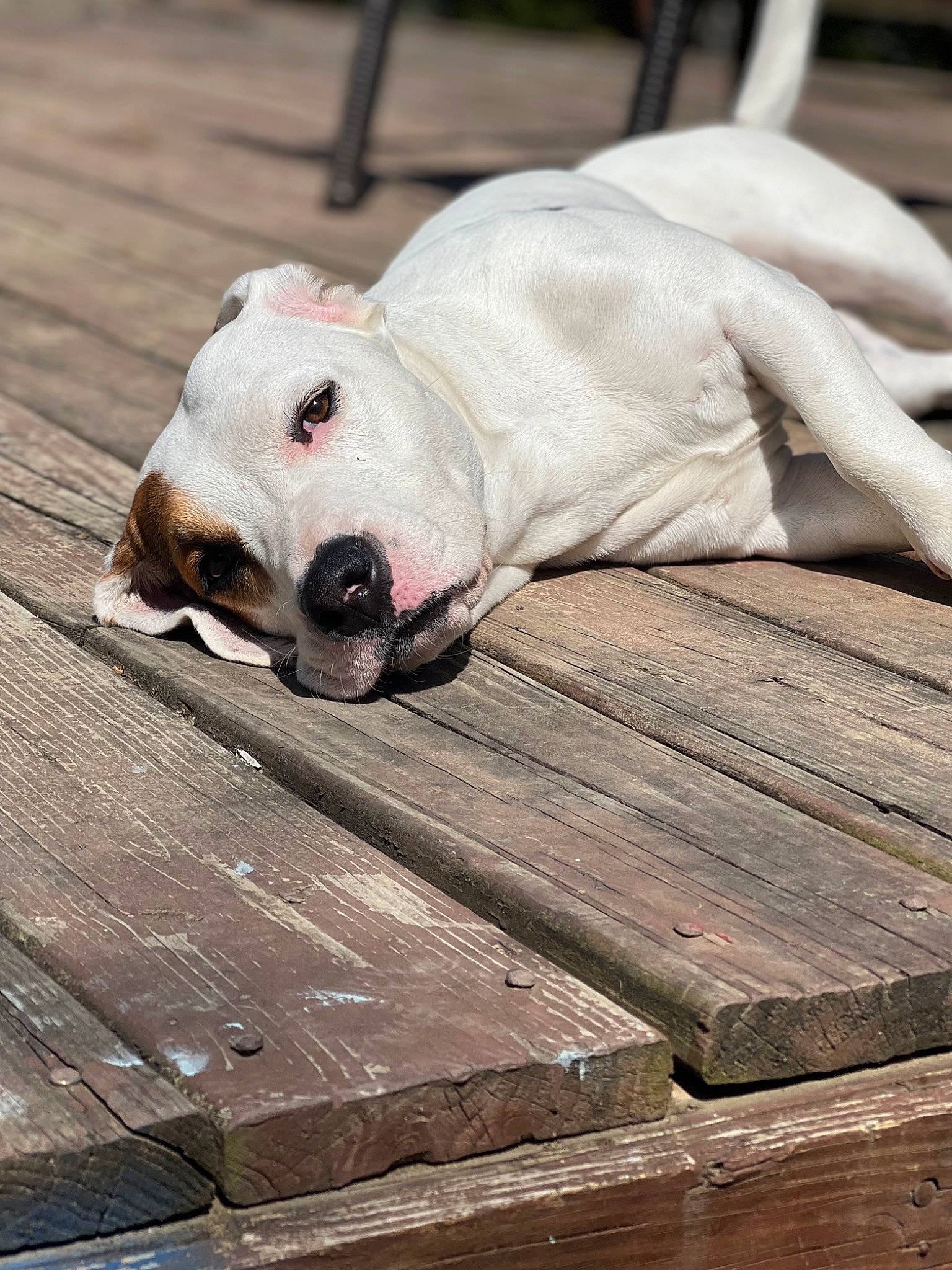 Isabella joined the competition — help win amazing prizes! bull_terrier, canidae, carnivore, collar, comfort, companion_dog, dog, dog_breed, dog_collar, fawn, grey, hardwood, pet_supply, plank, snout, sporting_group, terrestrial_animal, whiskers, wood, working_animal