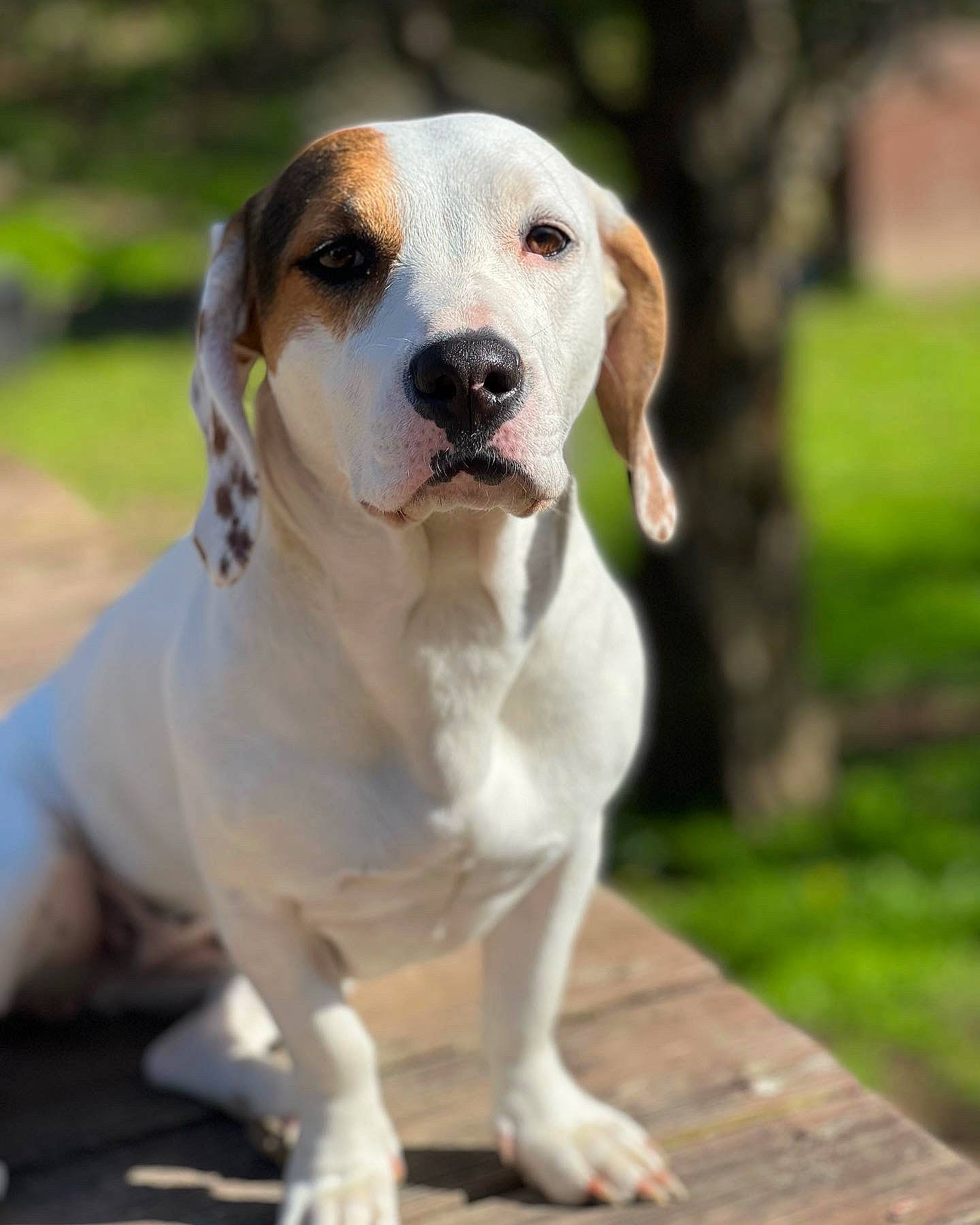 Isabella joined the competition — help win amazing prizes! ancient_dog_breeds, canidae, carnivore, collar, companion_dog, dog, dog_breed, dog_collar, fawn, grass, gun_dog, hunting_dog, non_sporting_group, snout, sporting_group, tail, whiskers, working_animal, working_dog